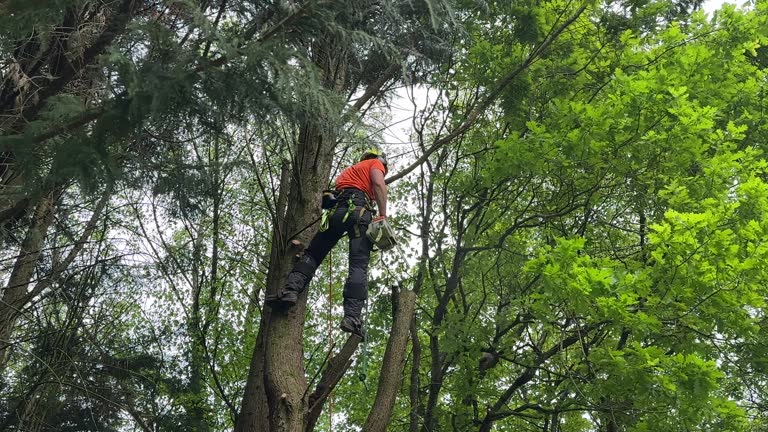 Best Tree Health Inspection  in Holt, MI